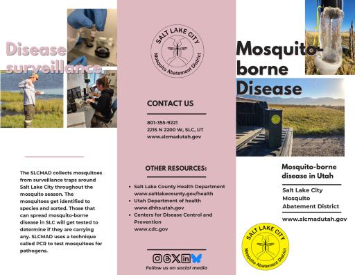 Mosquito borne disease in SLC